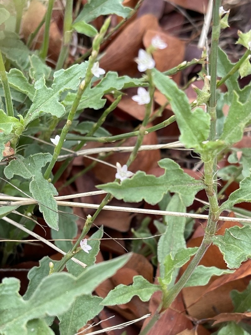 Oxygonum sinuatum photo 2