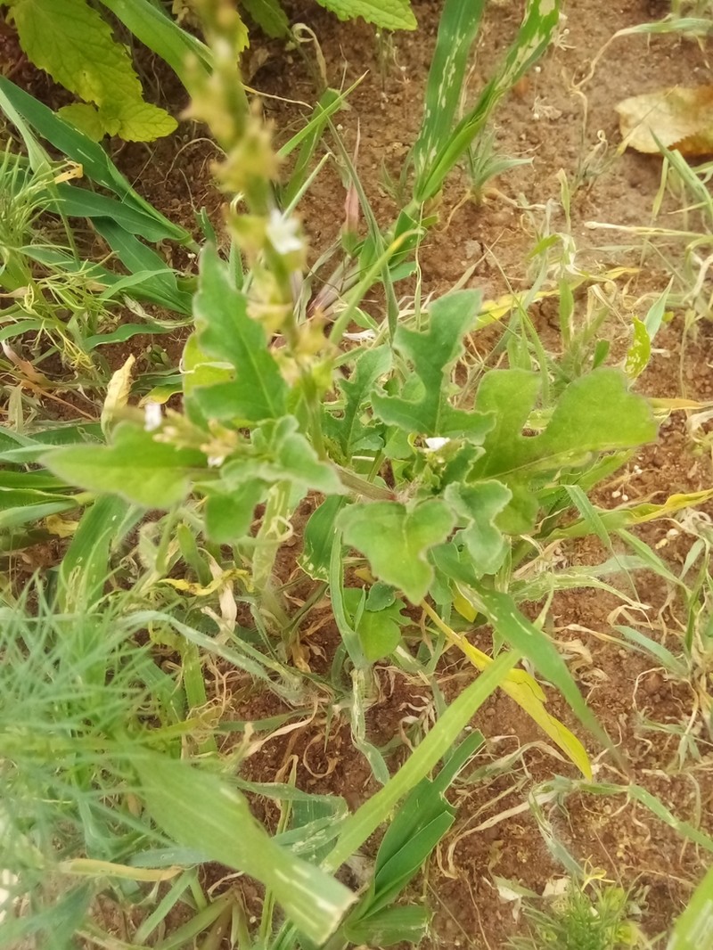 Oxygonum sinuatum photo 3