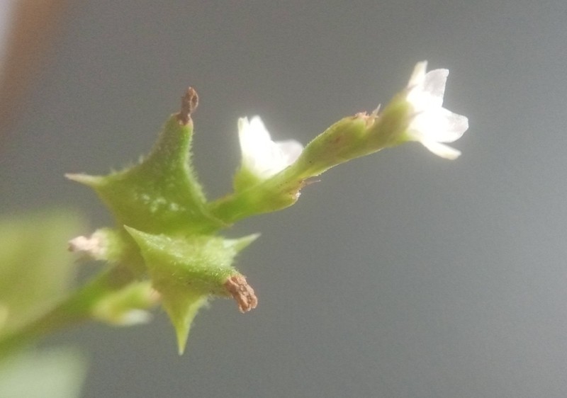 Oxygonum sinuatum photo 4