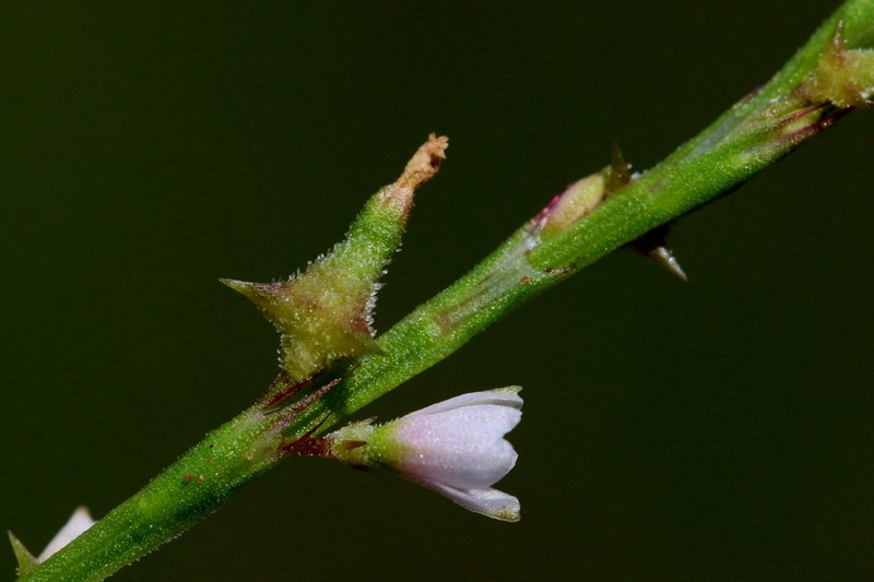 Oxygonum sinuatum photo 5