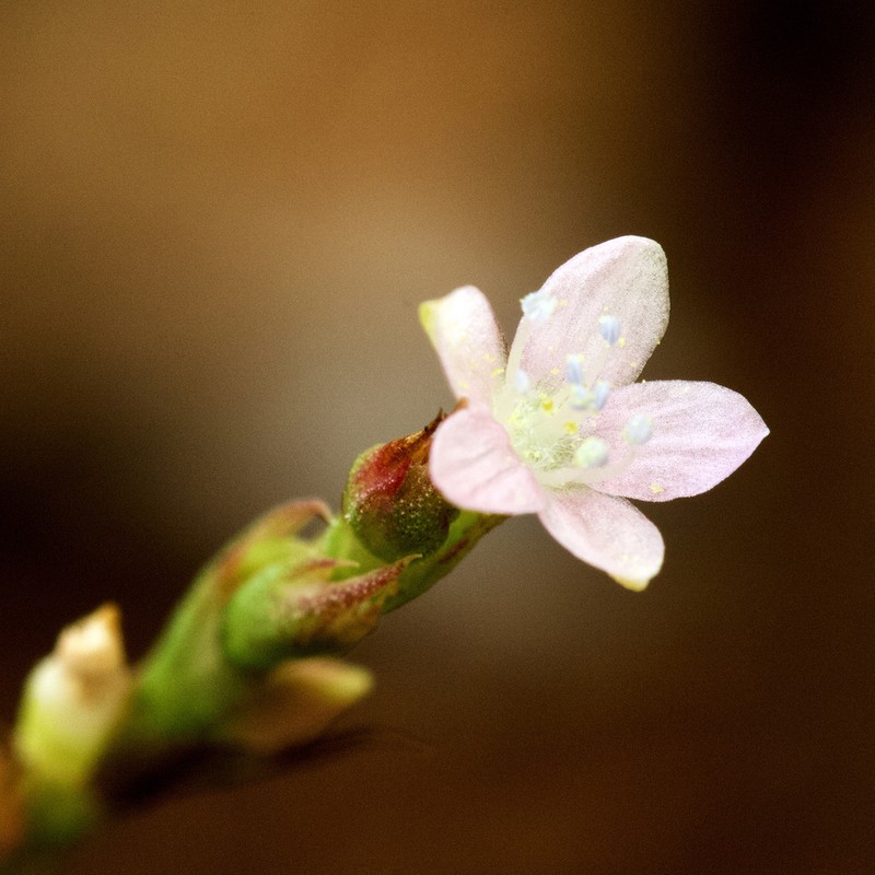Oxygonum sinuatum photo 6