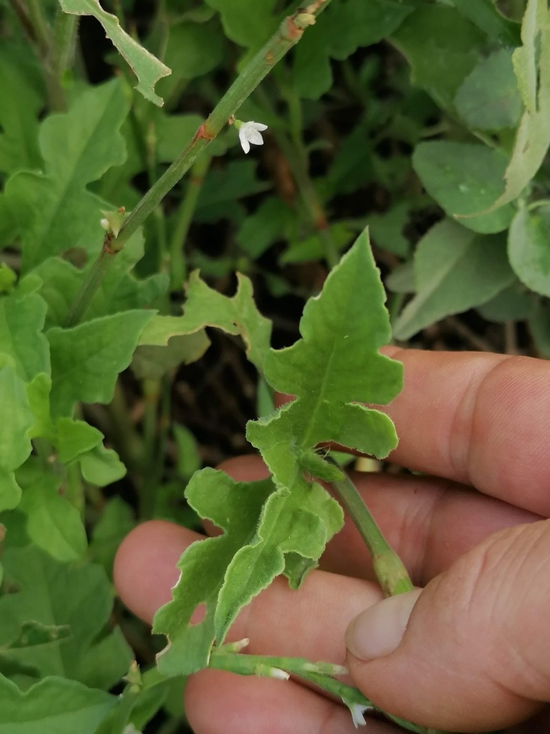 Oxygonum sinuatum photo 7