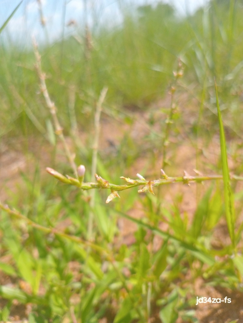 Oxygonum sinuatum photo 8