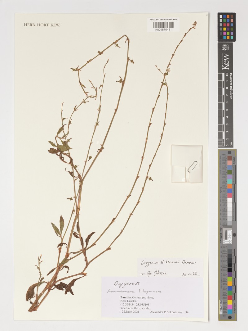 Oxygonum stuhlmannii photo 2