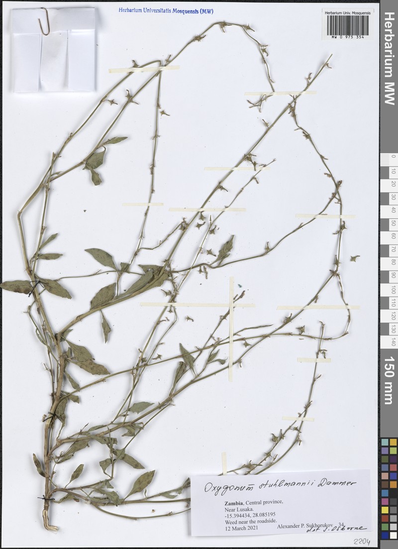 Oxygonum stuhlmannii photo 3