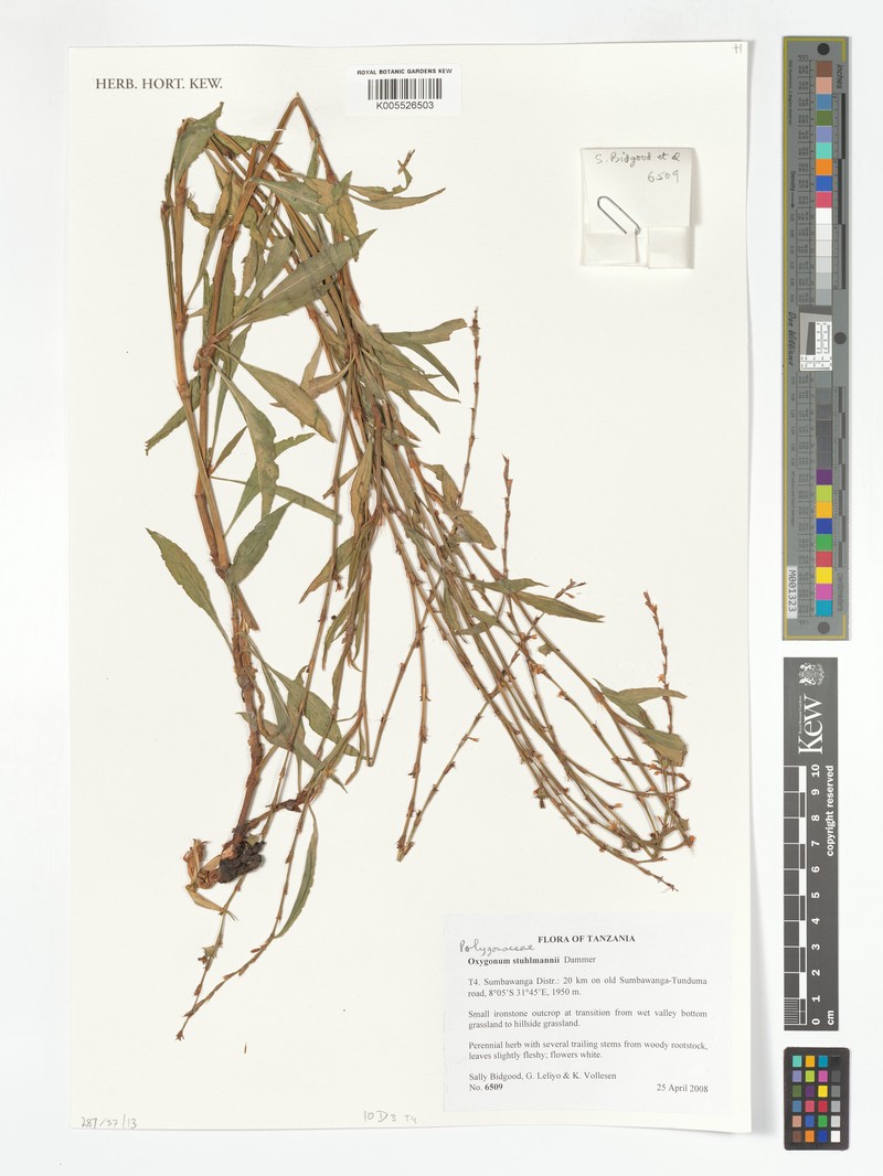 Oxygonum stuhlmannii photo 4