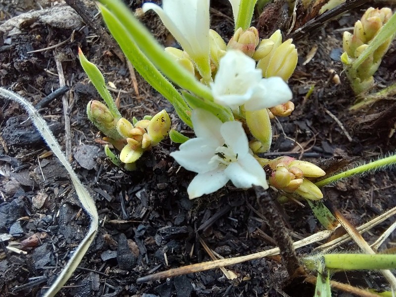 Oxygonum tenerum