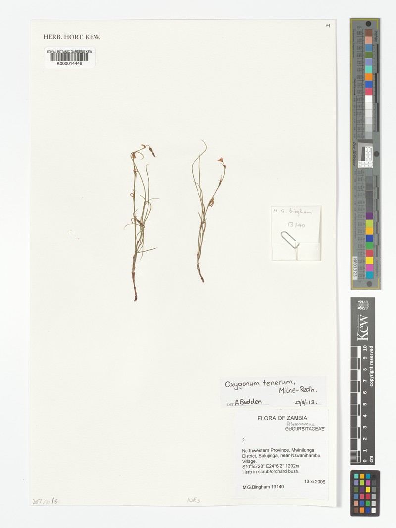 Oxygonum tenerum photo 3