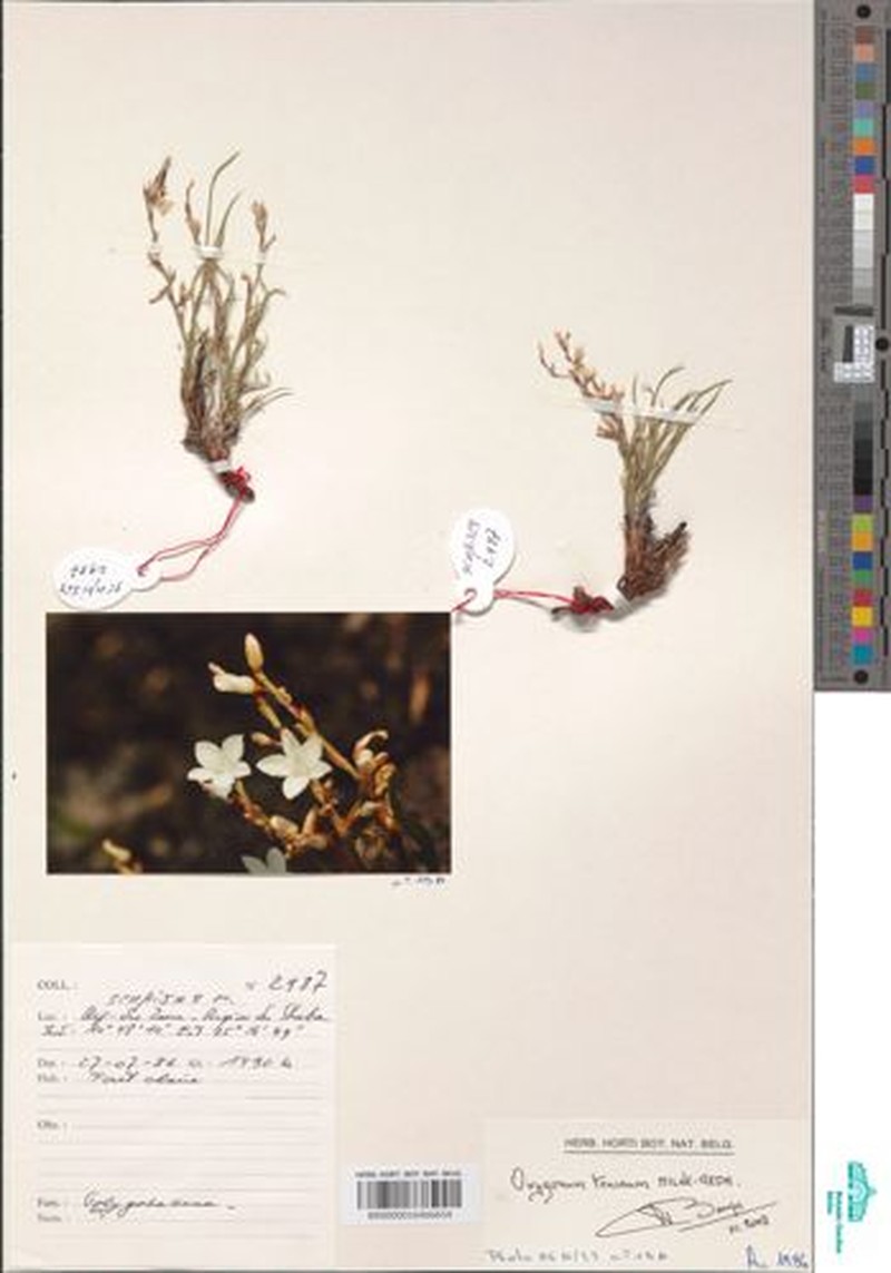 Oxygonum tenerum photo 4