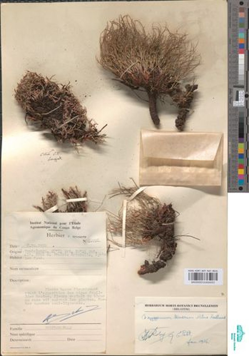 Oxygonum tenerum photo 5