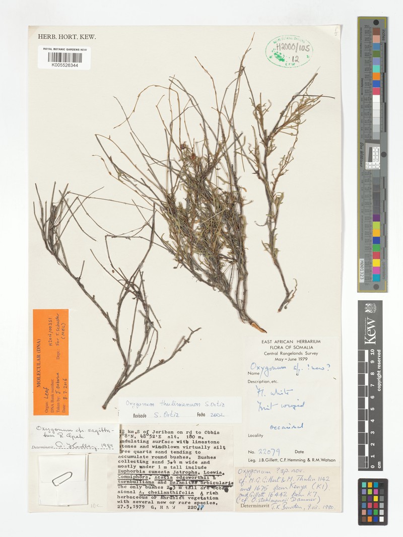 Oxygonum thulinianum