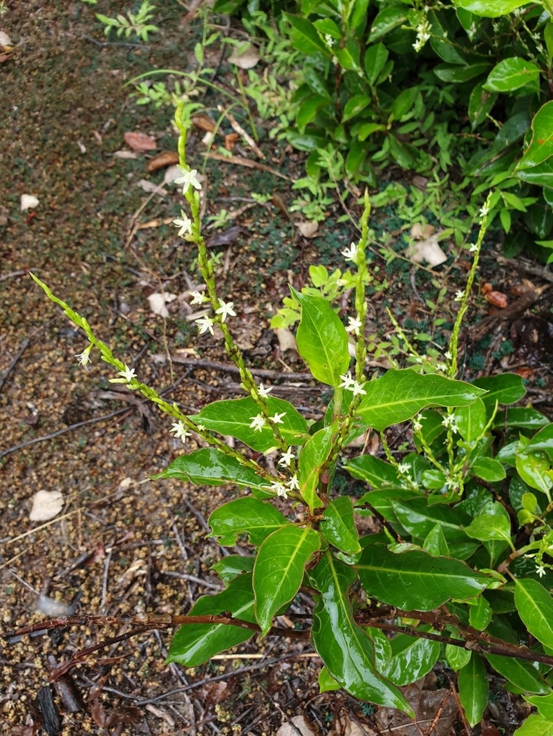Oxygonum tristachyum