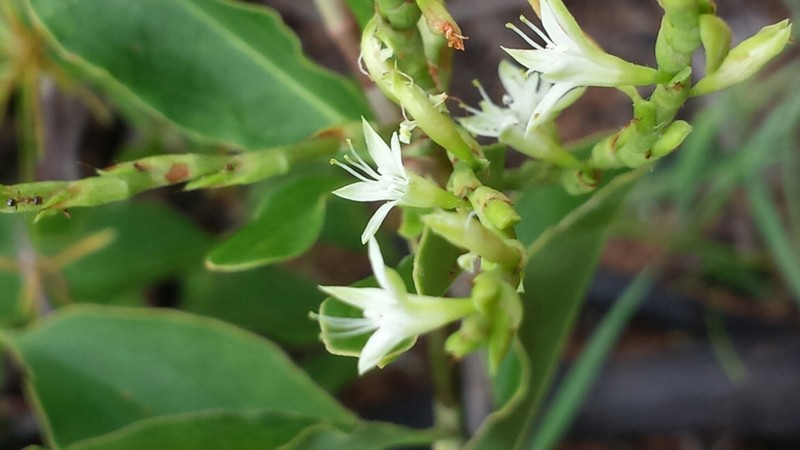 Oxygonum tristachyum photo 2