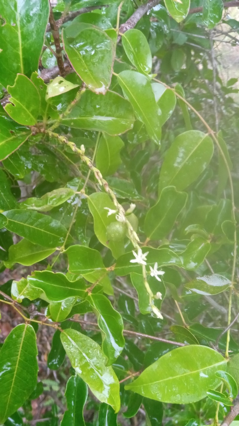Oxygonum tristachyum photo 4