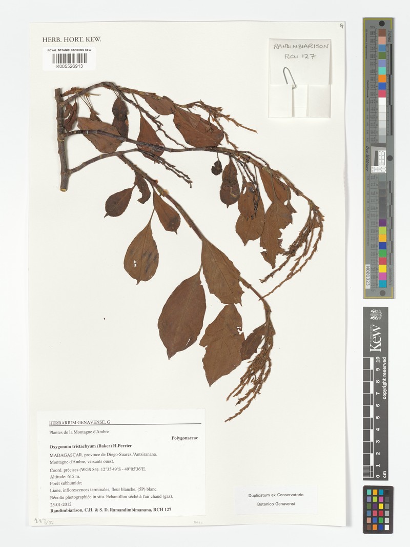 Oxygonum tristachyum photo 5