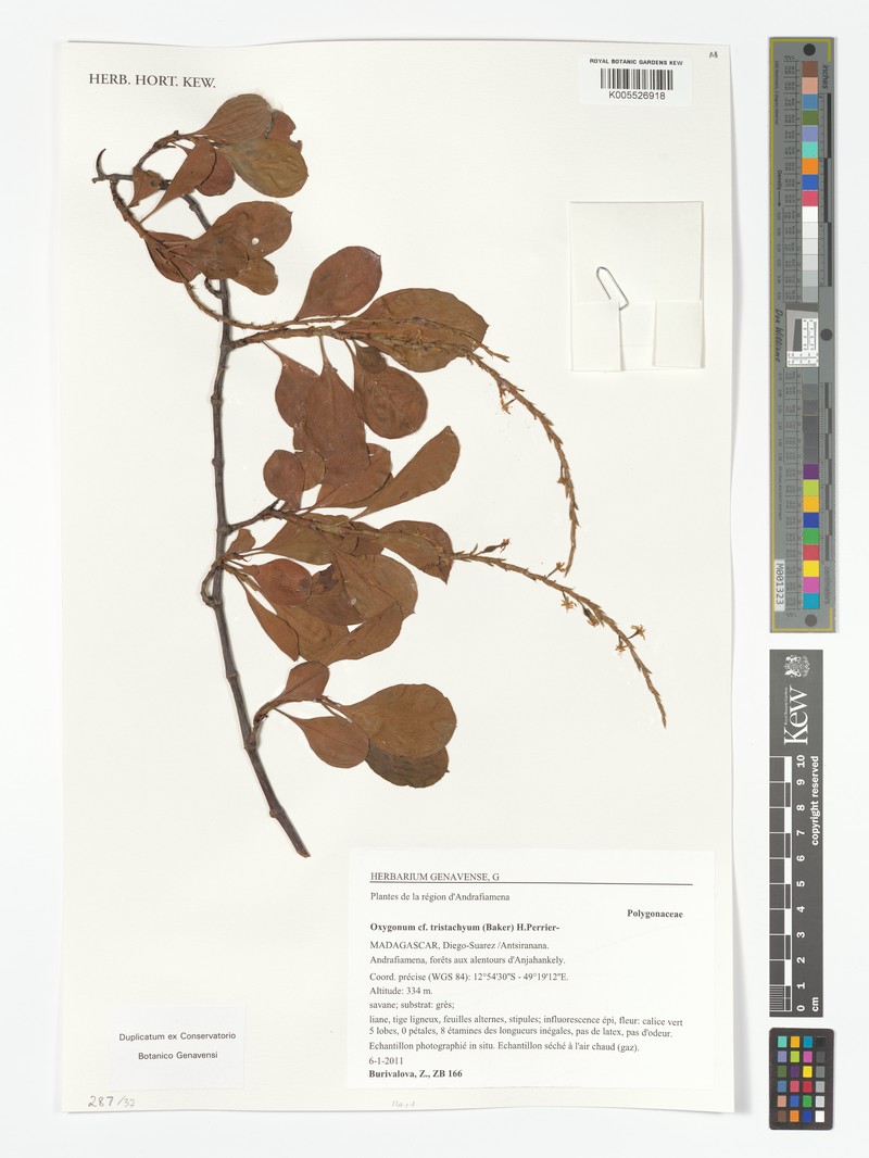 Oxygonum tristachyum photo 6