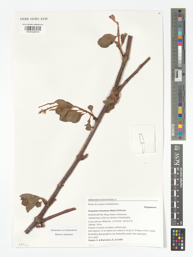 Oxygonum tristachyum photo 7