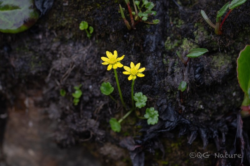 Oxygraphis delavayi