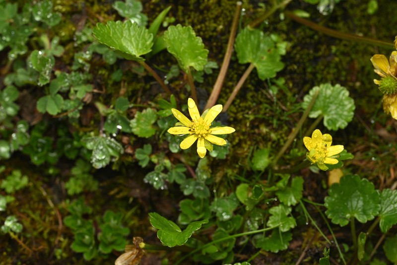 Oxygraphis delavayi photo 2