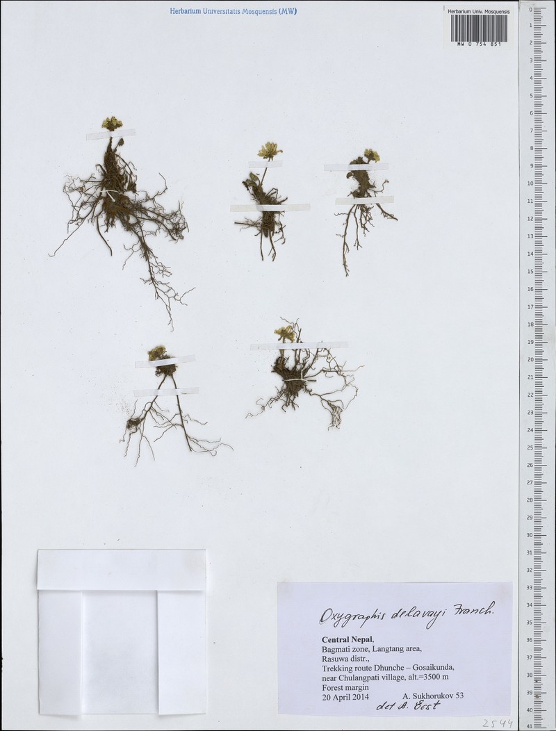 Oxygraphis delavayi photo 3