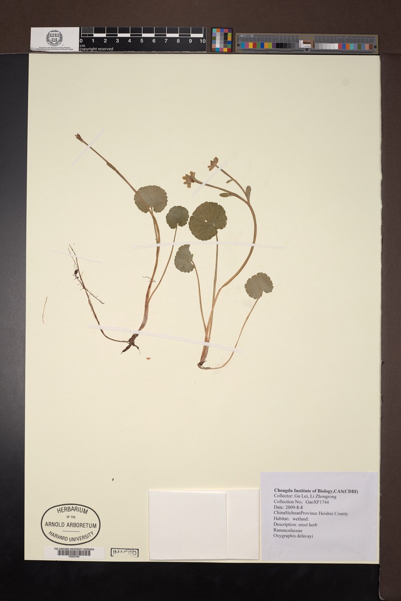 Oxygraphis delavayi photo 4