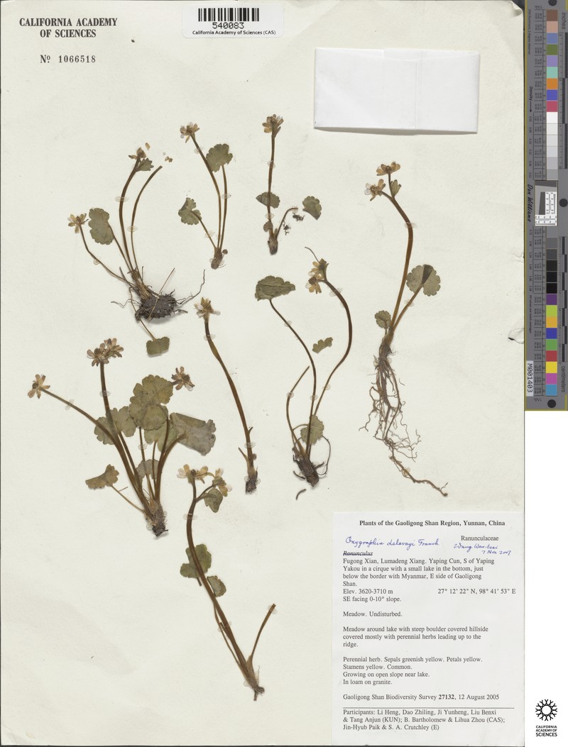Oxygraphis delavayi photo 5