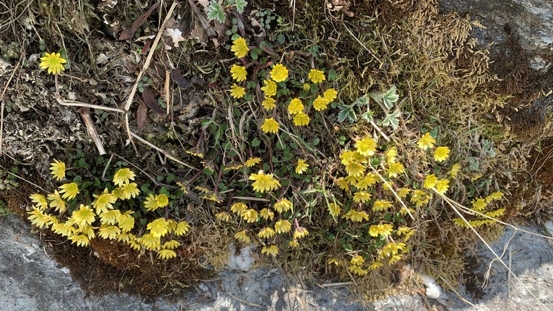 Oxygraphis endlicheri
