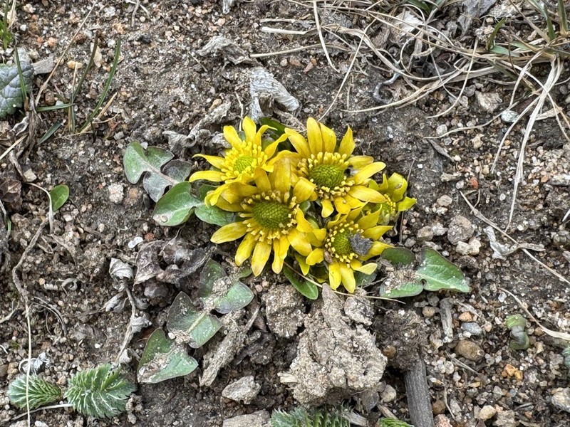 Oxygraphis endlicheri photo 2