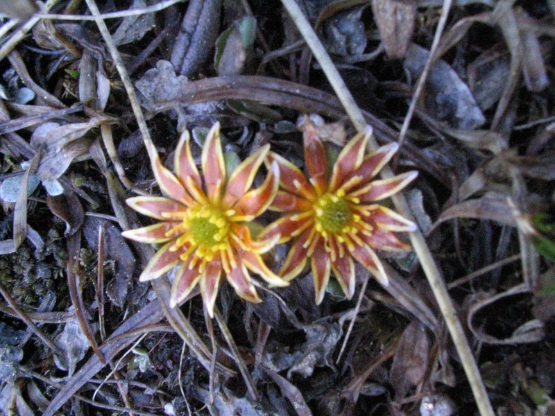 Oxygraphis endlicheri photo 3