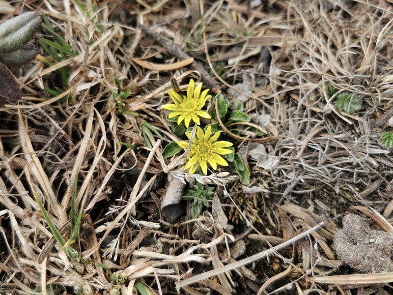 Oxygraphis endlicheri photo 4
