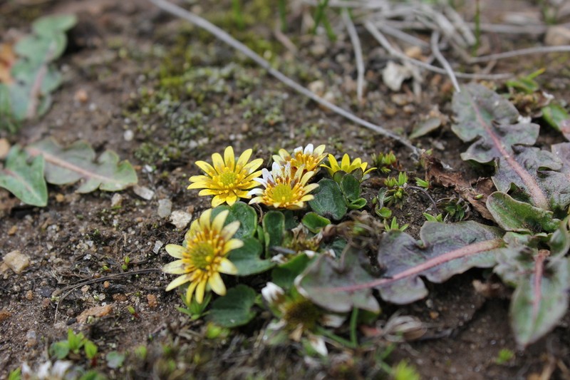 Oxygraphis endlicheri photo 5