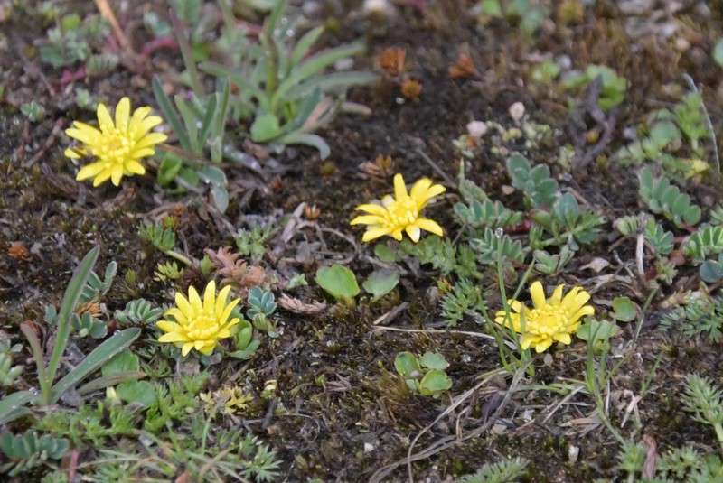 Oxygraphis endlicheri photo 6
