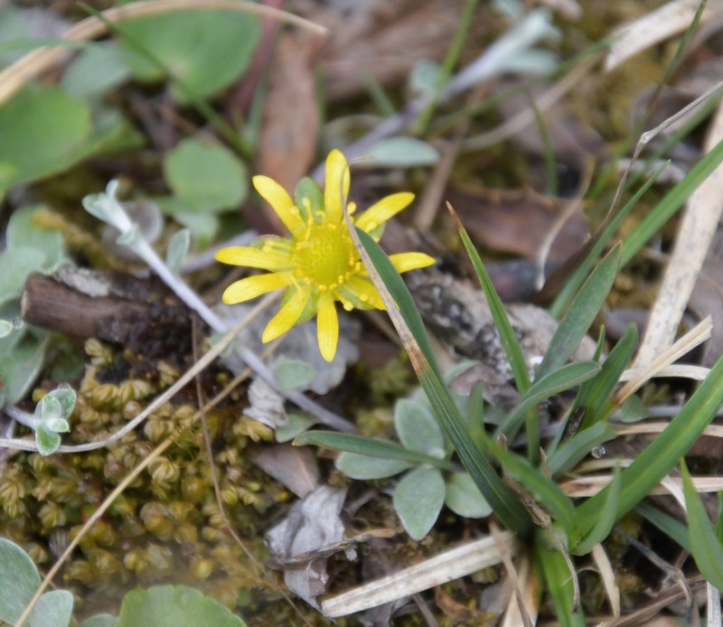 Oxygraphis endlicheri photo 7