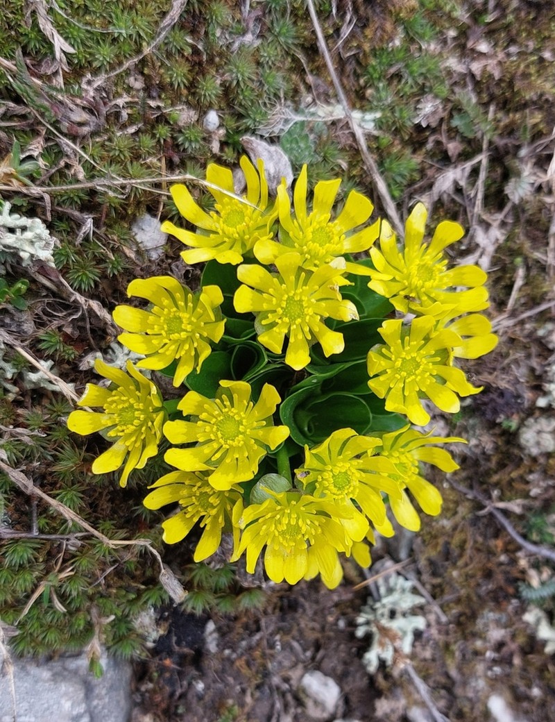 Oxygraphis glacialis