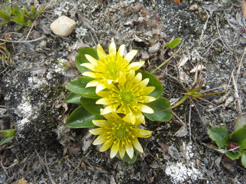 Oxygraphis glacialis photo 2