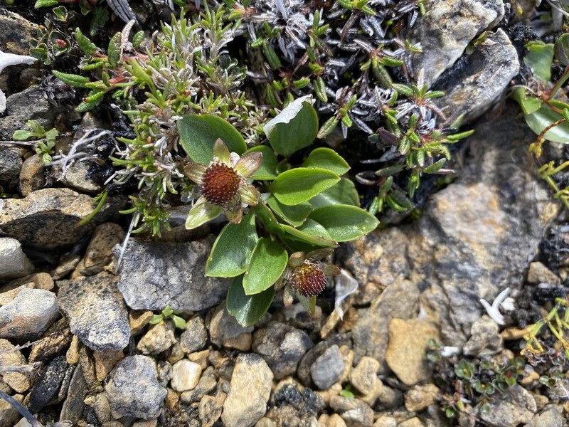 Oxygraphis glacialis photo 3