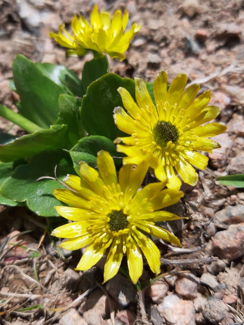 Oxygraphis glacialis photo 4