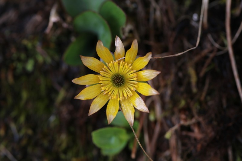 Oxygraphis glacialis photo 5