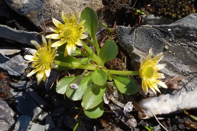 Oxygraphis glacialis photo 6