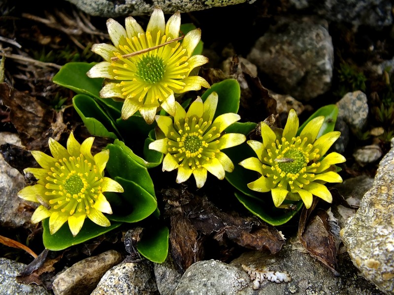 Oxygraphis glacialis photo 7