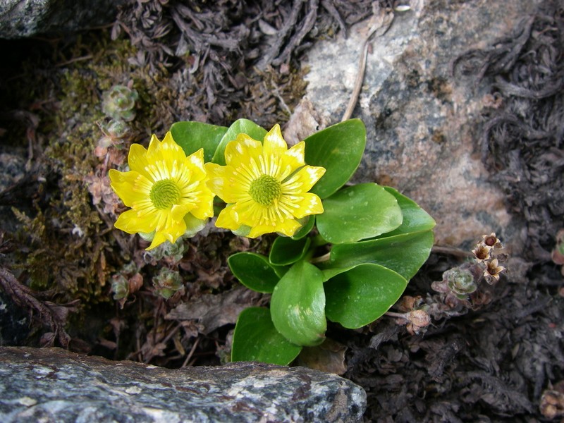 Oxygraphis glacialis photo 8