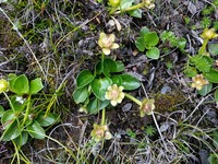 Kamchatka Buttercup