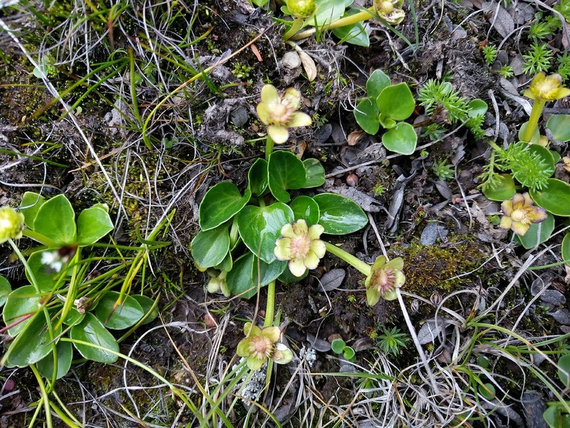 Kamchatka Buttercup