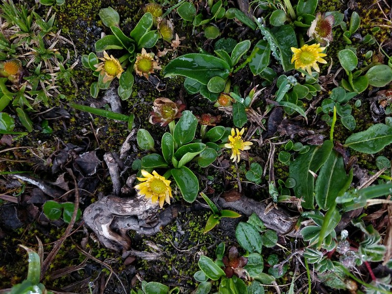 Kamchatka Buttercup photo 2