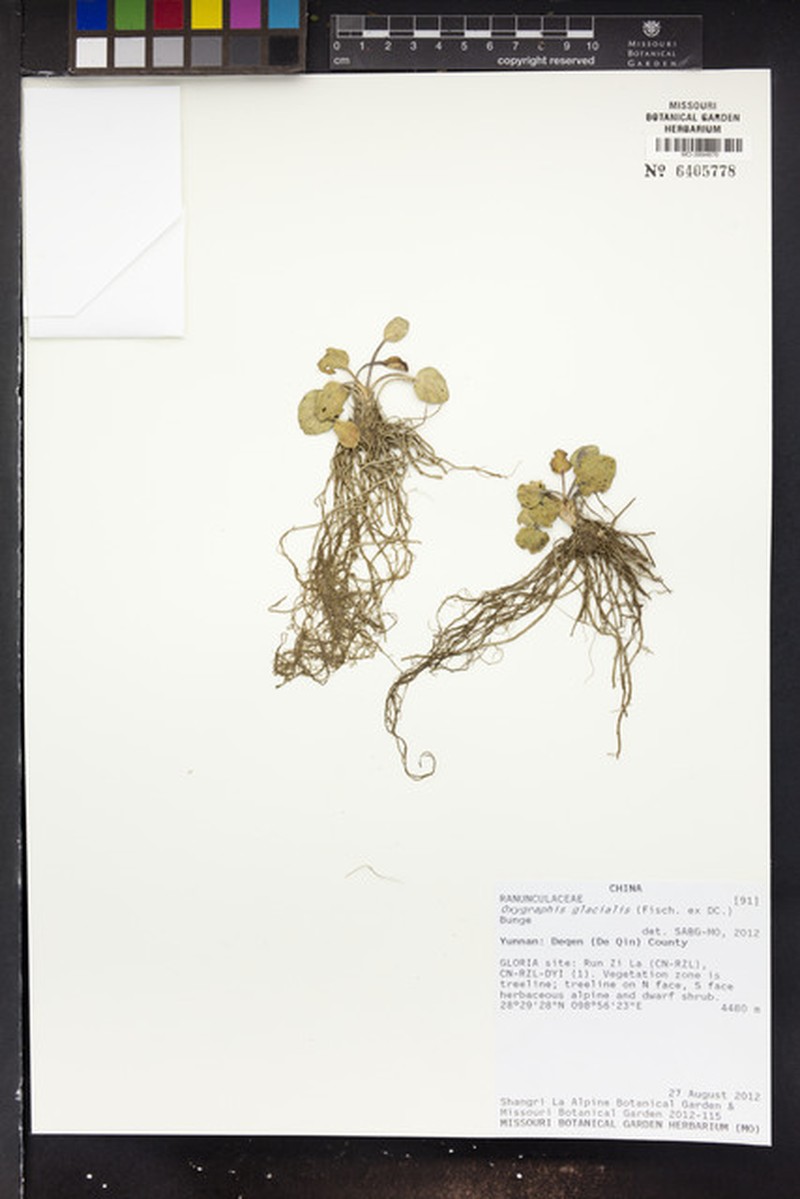 Kamchatka Buttercup photo 4
