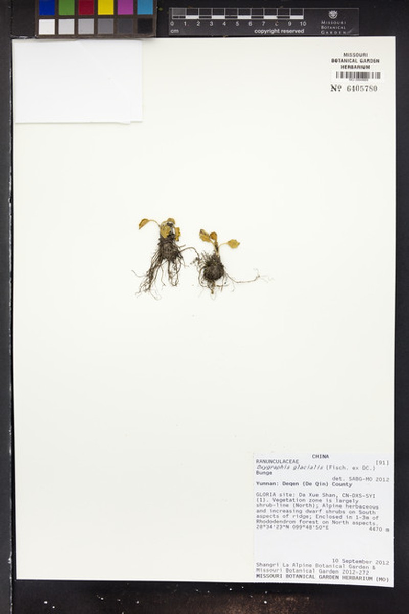 Kamchatka Buttercup photo 5