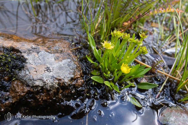 Oxygraphis tenuifolia photo 2