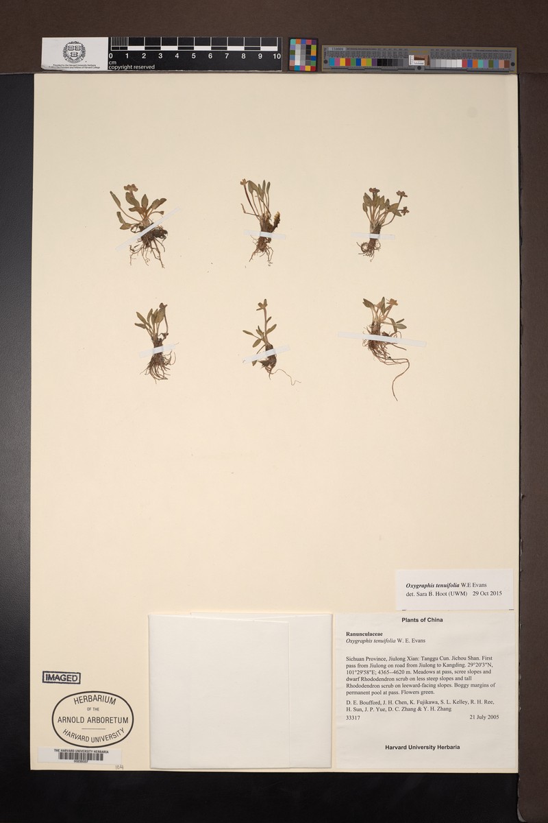Oxygraphis tenuifolia photo 3