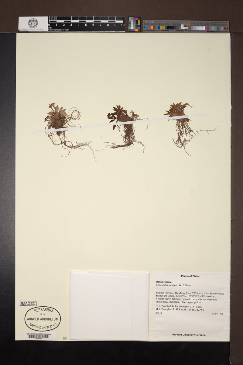 Oxygraphis tenuifolia photo 4