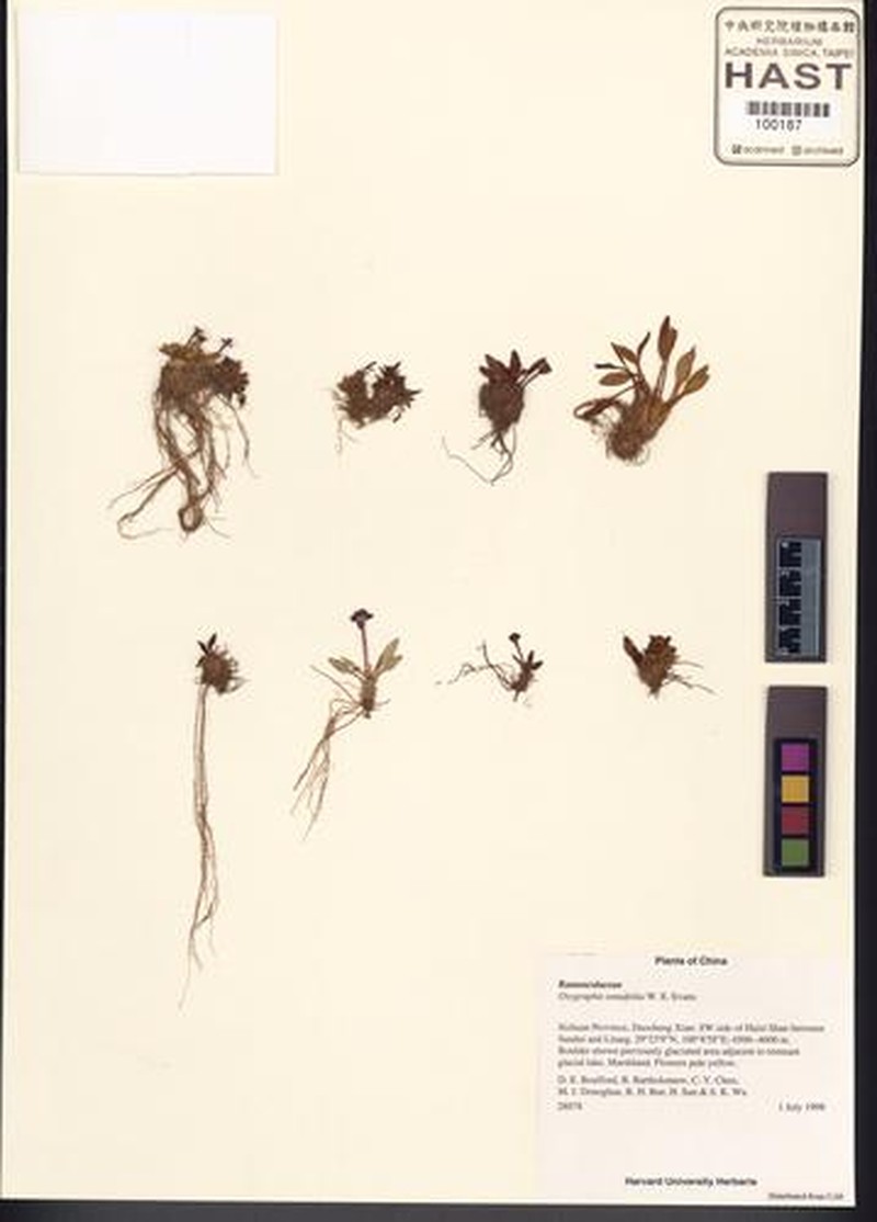 Oxygraphis tenuifolia photo 5